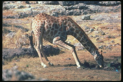 Жирафа в светло-коричневом тоне наклонилась над кустом травы