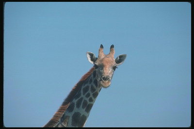 Голова жирафы. Торчащие уши, большие ресницы, длинные губы