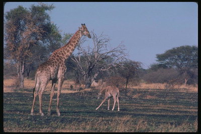 Малыш и мама. Жирафы на выгоревшей под солнцем травой