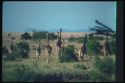 Жирафы и горы на горизонте