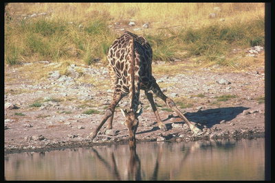 Жирафа у водопоя. Желтая сухая трава