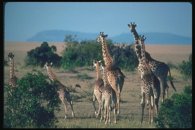 Африканские прерии. Жирафы 