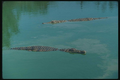 Крокодилы поджидают жертву в воде