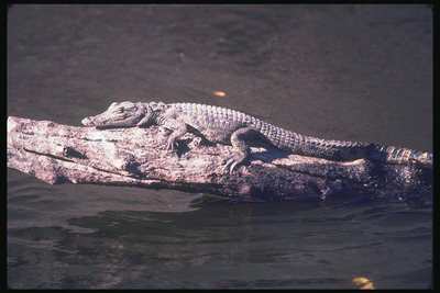 Маленький крокодил на бревне