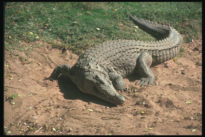 Крокодил болотного цвета с длинным хвостом