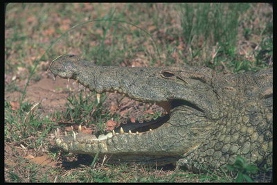 Острые и смертельно-опасне зубы крокодила