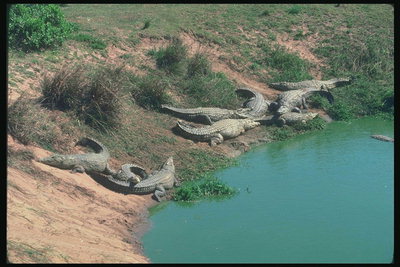Крокодилы на берегу под жаркими солнечными лучами