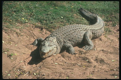 Крокодил с отрытой пащей среди светло-коричневого цвета песка