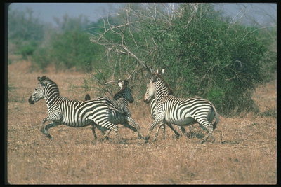 Зебры на фоне сухих кустов