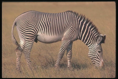 Зебра с белым животом