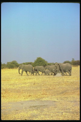 Стадо слонов. Два поколения