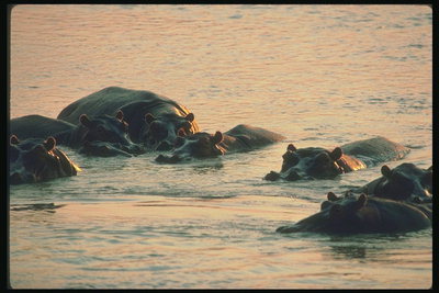 Бегемоты в воде. Блики заходящего солнца