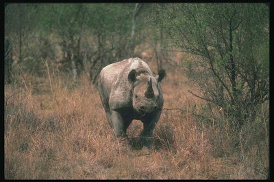 Носорог среди полусухих кустов