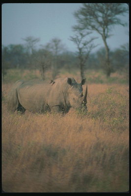 Большой носорог среди желтой спаленой солнцем траве
