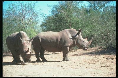 Два огромных носорога