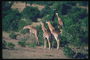 Стадо жирафов среди зелени листьев