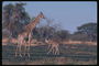 Малыш и мама. Жирафы на выгоревшей под солнцем травой
