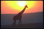 Сылуэт  жирафы на фоне вечернего неба