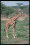 Молодая жирафа в светло-коричневых тонах с белыми лапами до колена