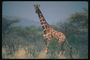 Жирафа в больших темно-коричневых пятнах