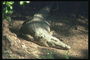 Алигатор отдыхает в тени деревьев