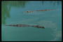 Крокодилы поджидают жертву в воде