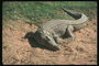Крокодил болотного цвета с длинным хвостом