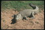 Крокодил с отрытой пащей среди светло-коричневого цвета песка
