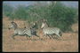 Зебры на фоне сухих кустов