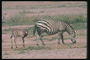 Детеныш зебры