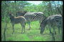 Зебры среди зеленых кустов