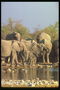Стадо слонов на берегу реки