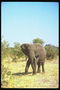 Слон с большими широкими ушами и белыми бивнями
