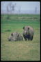 Отдых носорогов на зеленой траве
