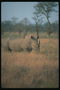 Большой носорог среди желтой спаленой солнцем траве