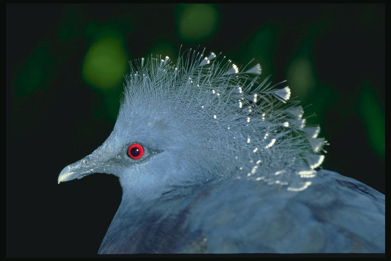 Птица темно-синего цвета с пушистым перьям на голове