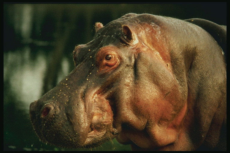 Голова бегемота. Маленькие глаза и уши
