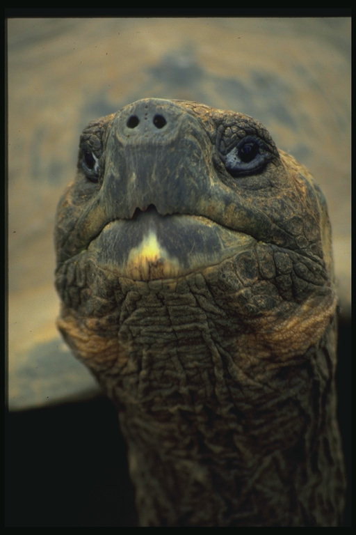 Голова черепахи темно-коричневого цвета