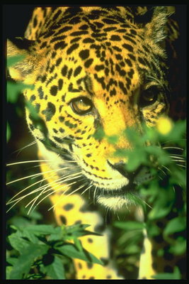 Леопард за зелеными ветками растения