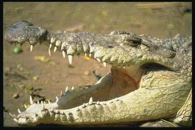 Острые зубы смертоносной пащи крокодила