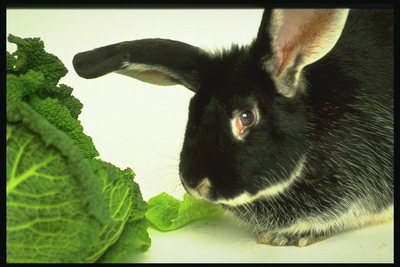 Черный кролик и качан темно-зеленой капусты