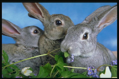 Серые кролики и весенние цветы