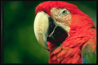 Попугай с ярко-красным перьям и большим клювом