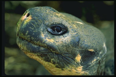 Голова черепахи темно-серого и желтого цветов