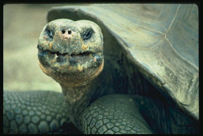 Голова и кусочек панциря черепахи