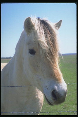 Лошадь светло-бежевого цвета с длинной гривой
