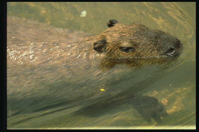 Животное с короткой шерстью коричневого цвета в воде