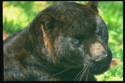Пантера темно-коричневого цвета с светло-голубыми глазами