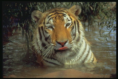 Тигр в воде среди ветвей кустов