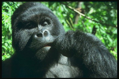 Черная блестящая шерсть горилы